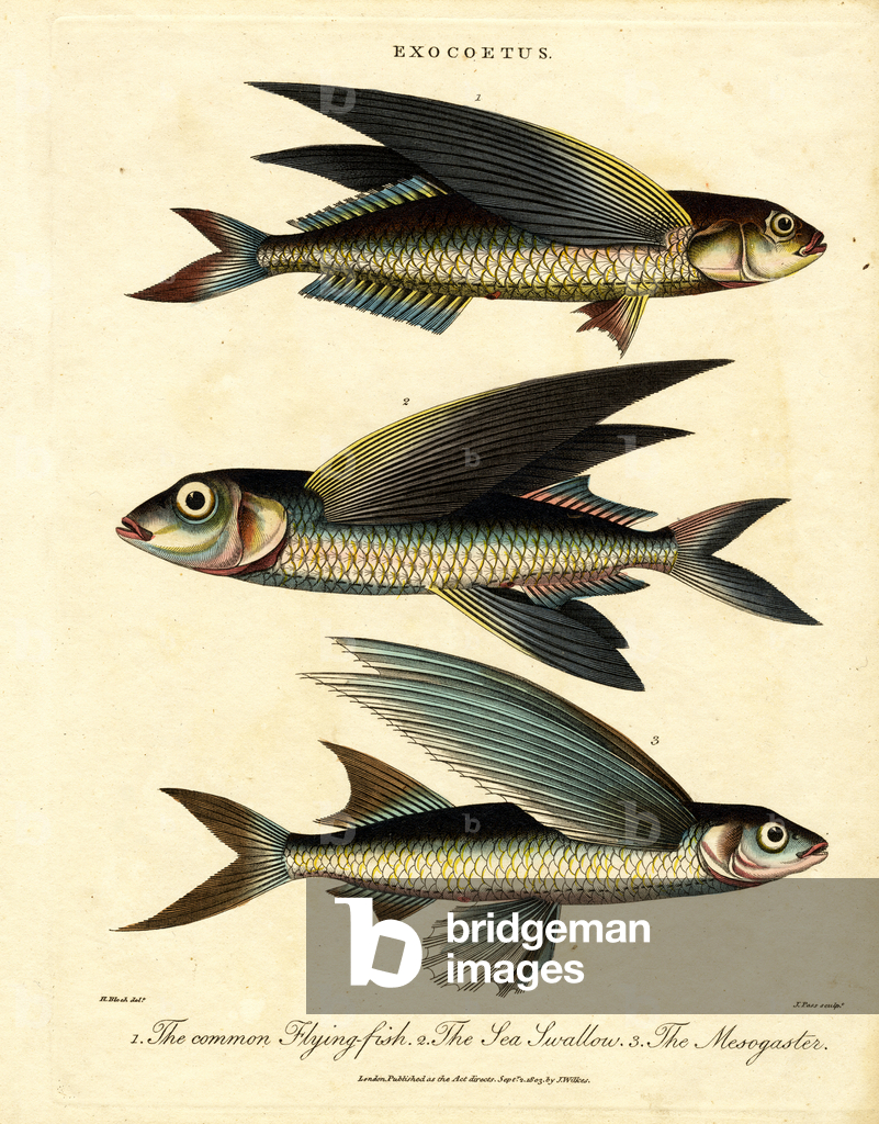 Immagine di Stampa "Pesce volante" 1810 di John Pass