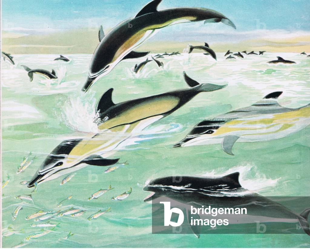 Leaping Sea Delphins teilen sich ein Fest mit Hafen Porpoise
