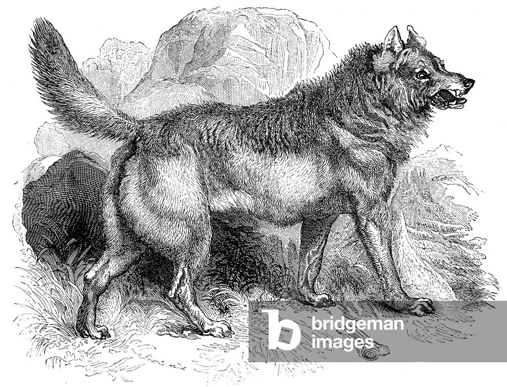 Image of Engraving depicting Wolf, b/w