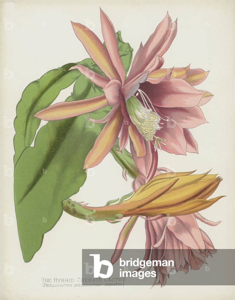 The Hybrid Crenate Cactus by English Artist