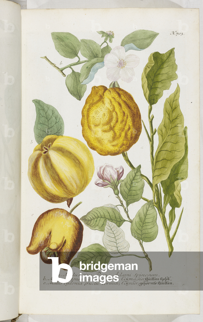 Malus, 1737 (Kupferstich)