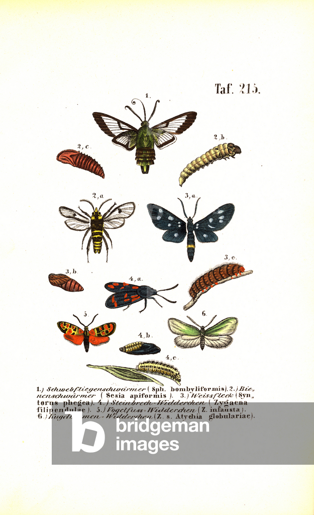 Immagine di Incisione "Le falene di Clearwing e altre specie di falene con i loro stadi di sviluppo" 1850 di J
