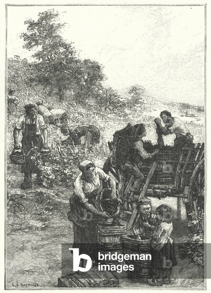 Les Vendanges (engraving) by French Artist