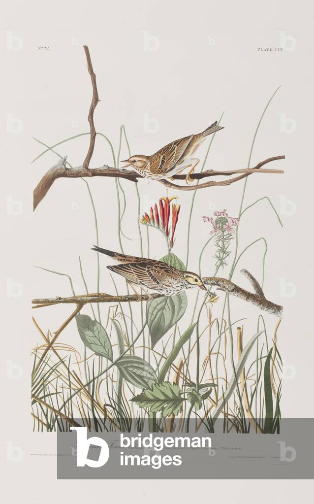 Immagine di Incisione "Illustrazione da 'Birds of America'", 1827-38 di John James Audubon