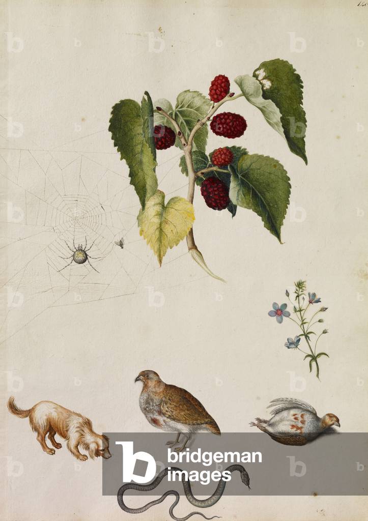 Bild von Zeichnung "Ein Zweig von Maulbeeren mit einer Spinne und einer Fliege im Netz", c.1680 von Alexander 