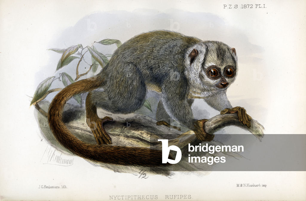 Loris lento (stampa)