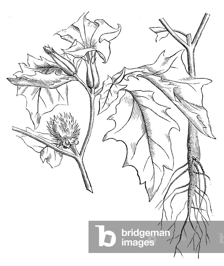 Bild von Gravur "Datura", b/w