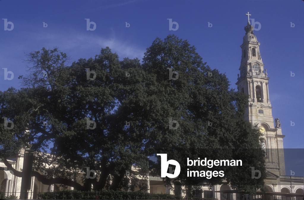 Fatima Tree Image of FATIMA, (Portugal). The holm oak and the sanctuary by ...