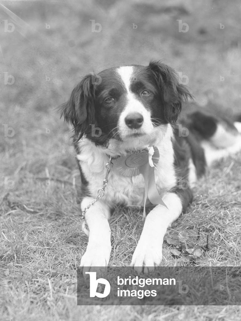 Image of Photography depicting Sheep dog 1930 by Joseph Hardman, b/w