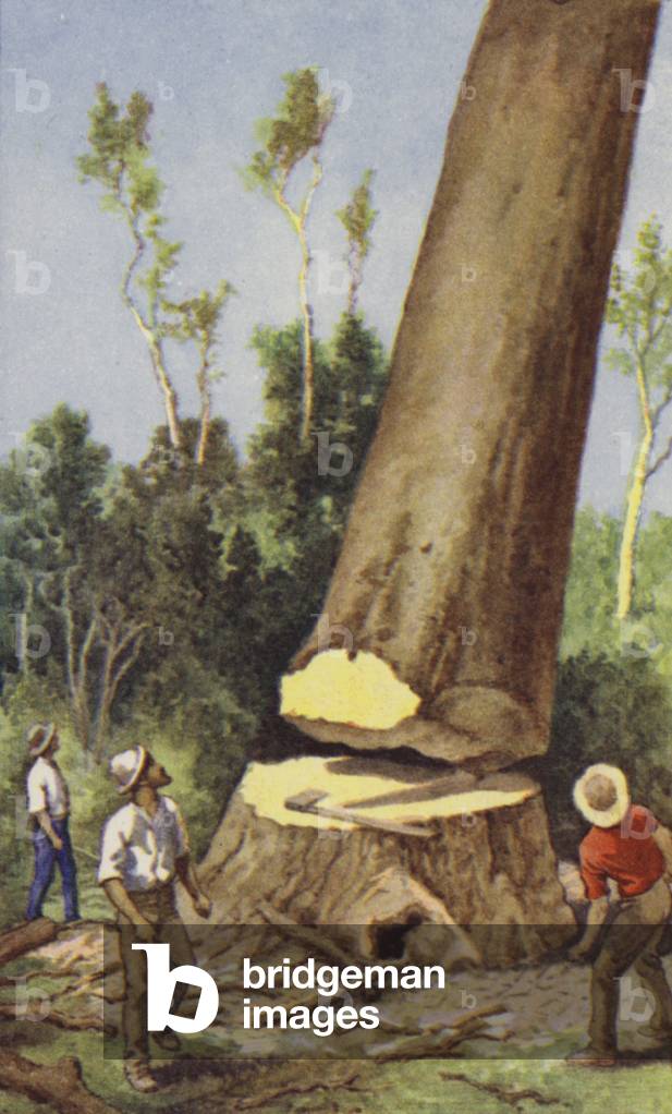 abbattimento di un pino kauri (colore lito)