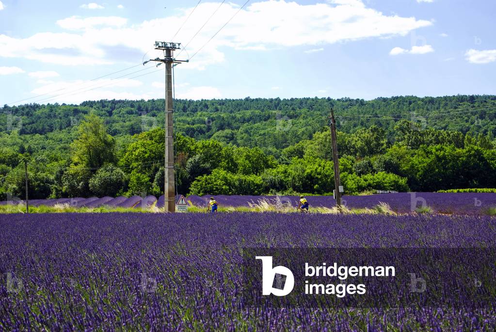 Image of Photography depicting Lavender fields by Odile Noel