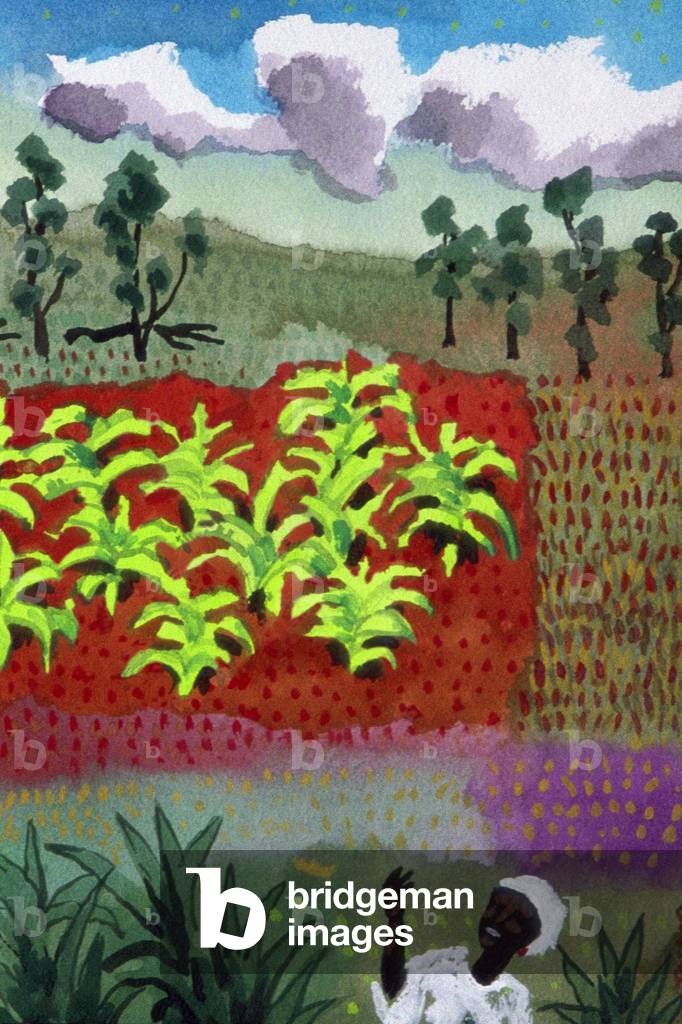 Image of Painting depicting Banana Fields 2001 by John Newcomb