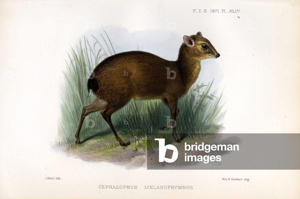 Image of Print depicting Black-backed Duiker (print) 1833