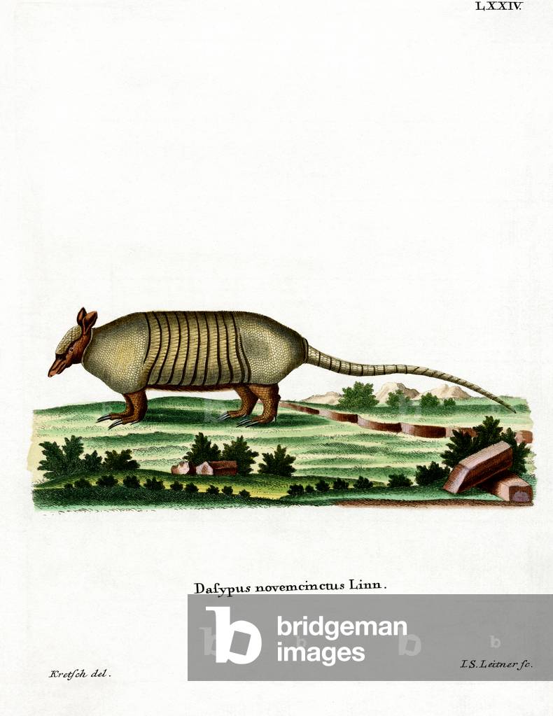Immagine di Incisione "Armadillo a nove bande (incisione colorata)" di German School