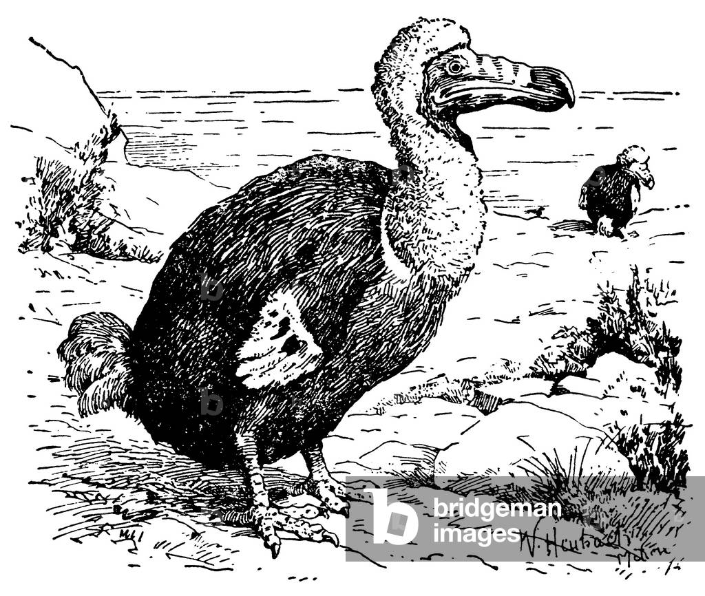 Dodo
