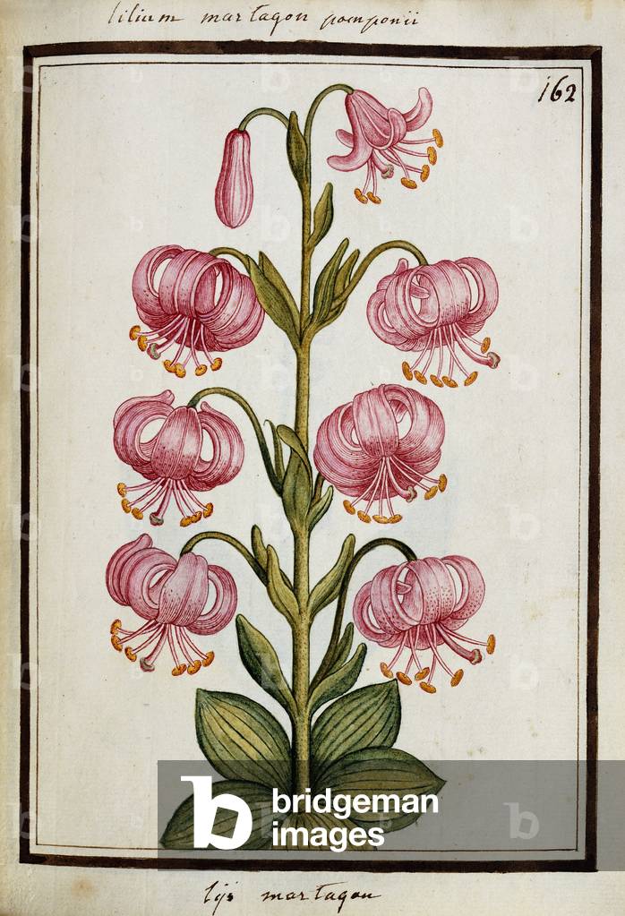 Image of Drawing depicting Martagon Lily, c.1700 by French Artist