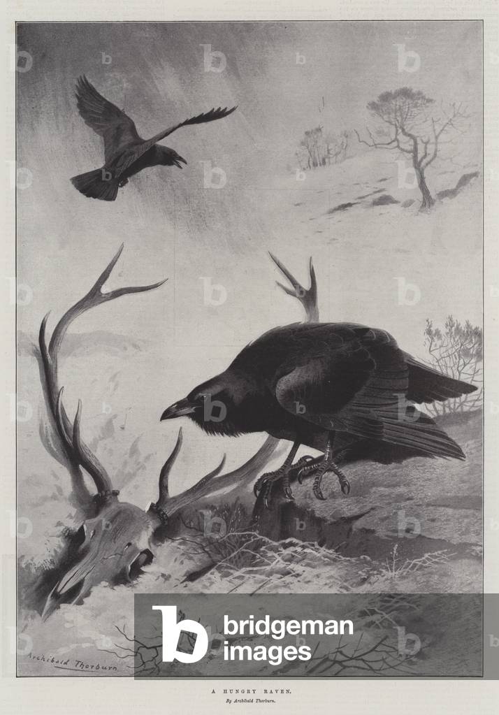 Image of Print depicting A Hungry Raven (litho) 1897 by Archibald Thorburn