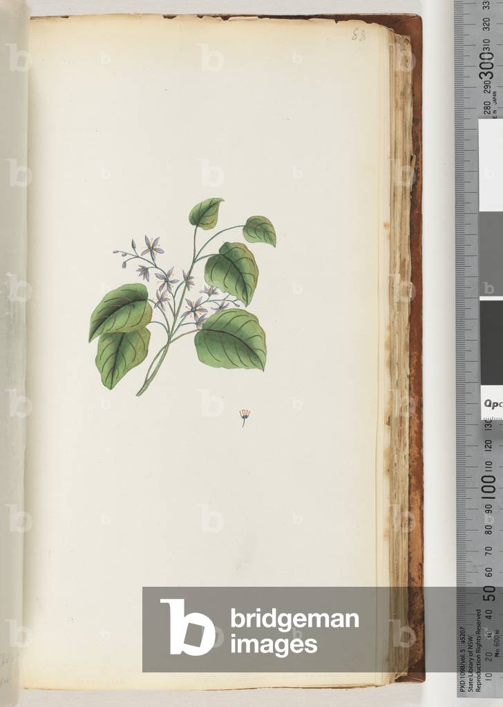 Page 88. Unidentified plant (w/c) by Unknown artist