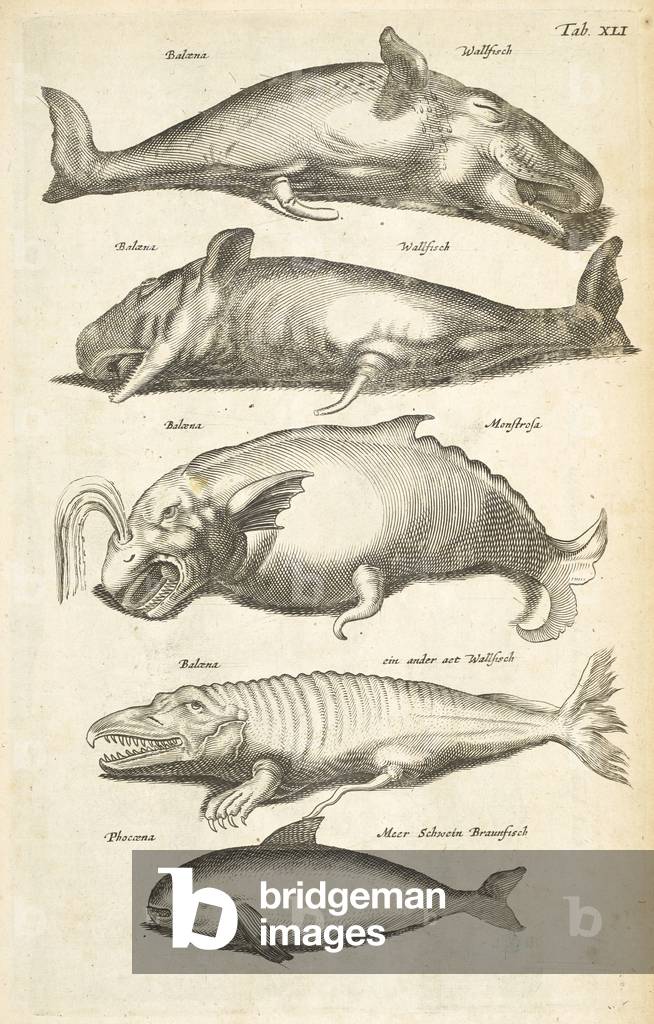 Tab XLI, Whales, Illustration from from 'Historiæ naturalis de quadrupetibus', 1657 (engraving)