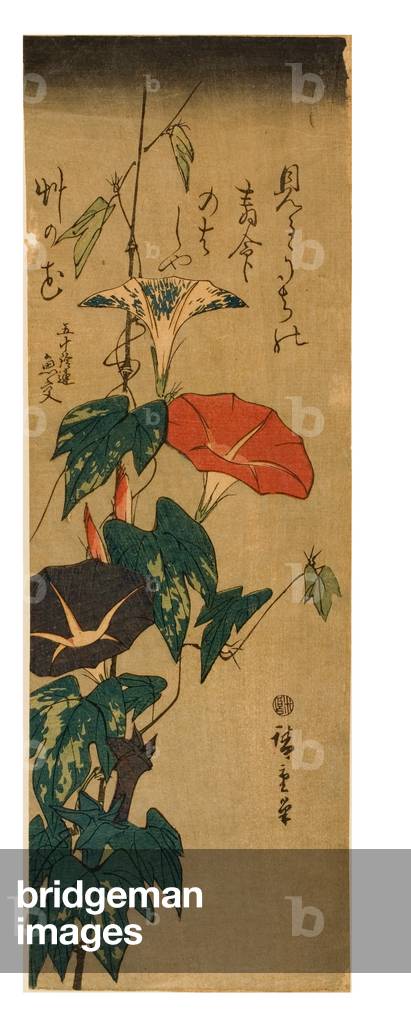 Morning Glories, c.1843-47 (stampa su carta)