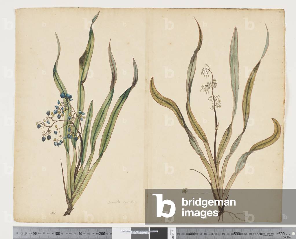 "F.29 Dianella intermedia" 1790 von John Doody