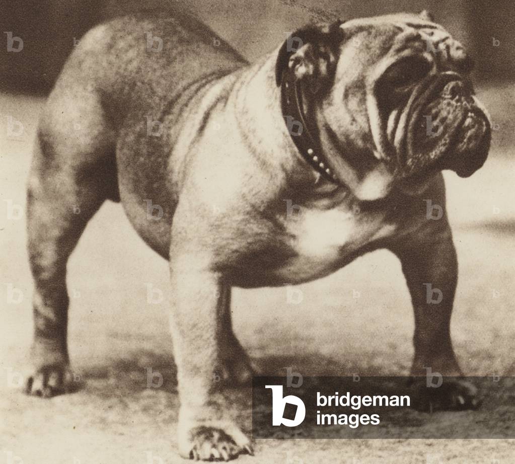 Image of Photography depicting Dogs: The Bulldog (b/w photo) 1931 by English Photographer