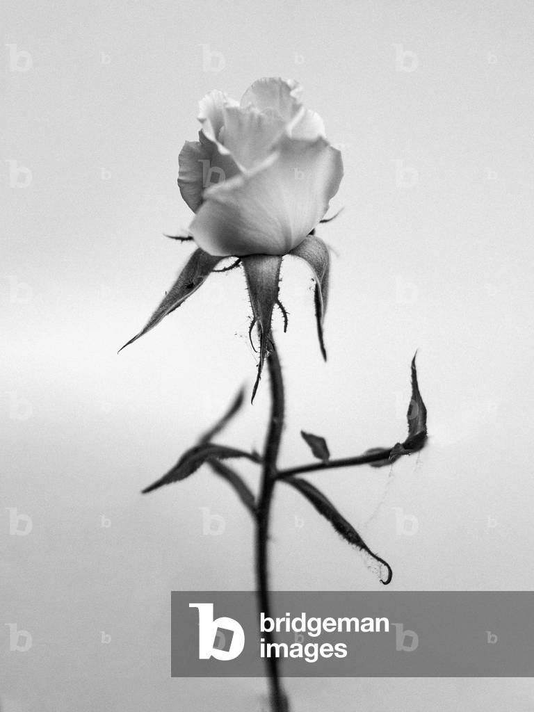 Au milieu des fleurs 40, 2021 (photo n/b)