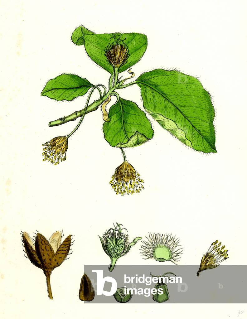 Immagine di Incisione "Fagus Sylvatica Faggio"