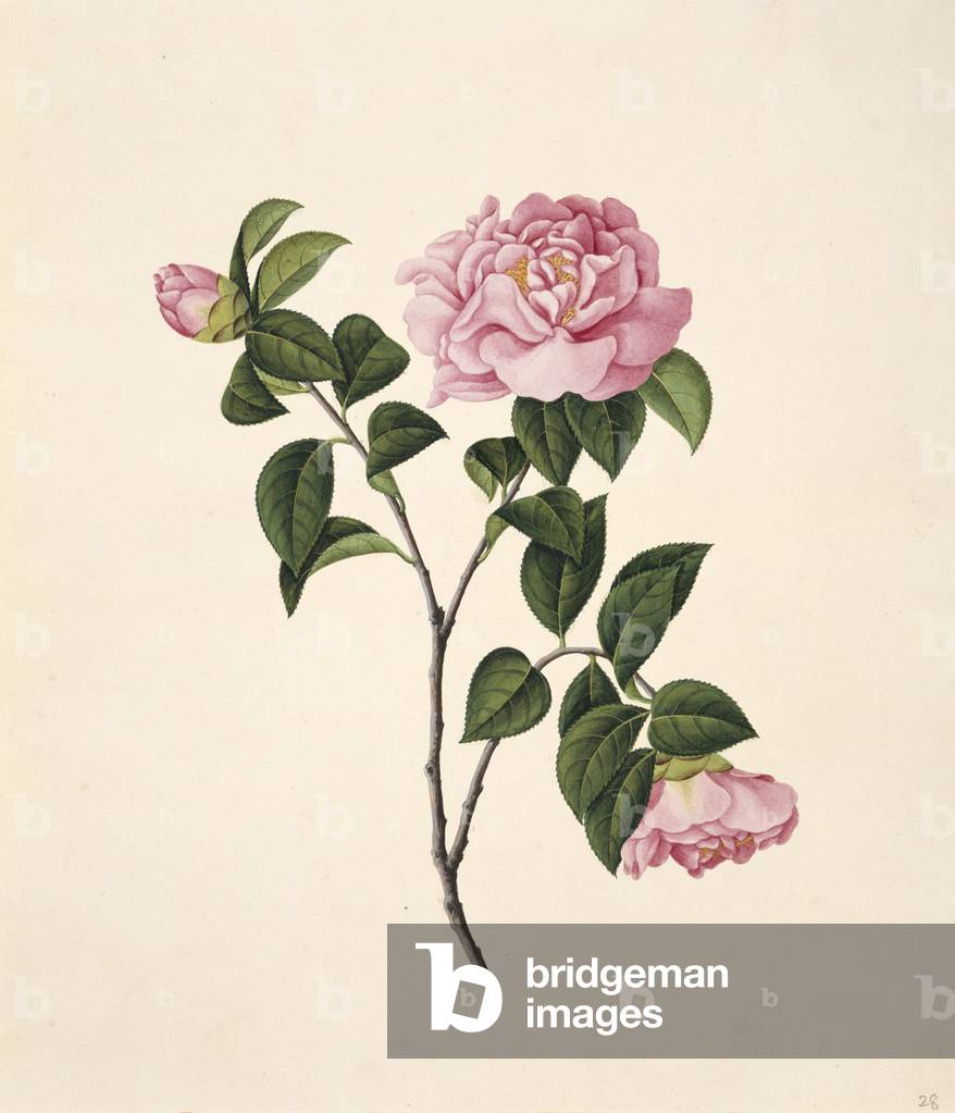 Fiore illustrazione dalla collezione Reeves