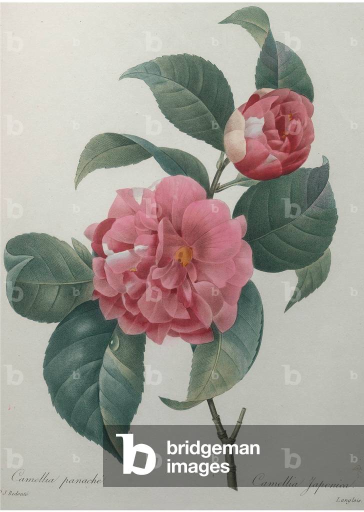 Camelia giapponese