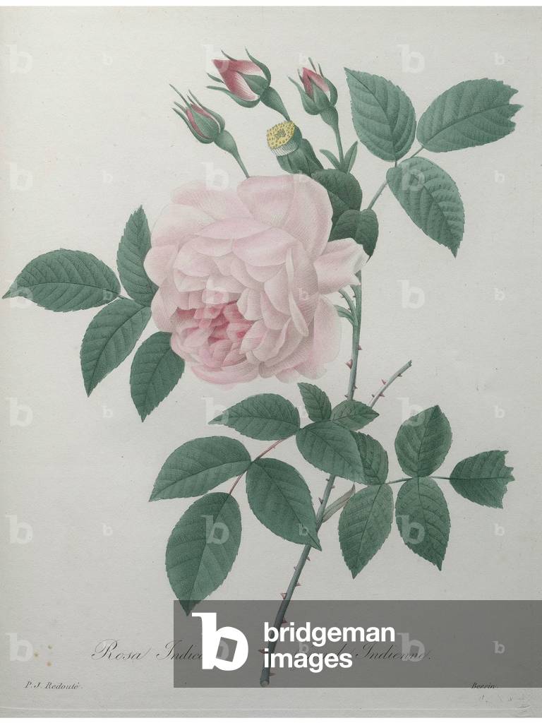 Great Indian Rose