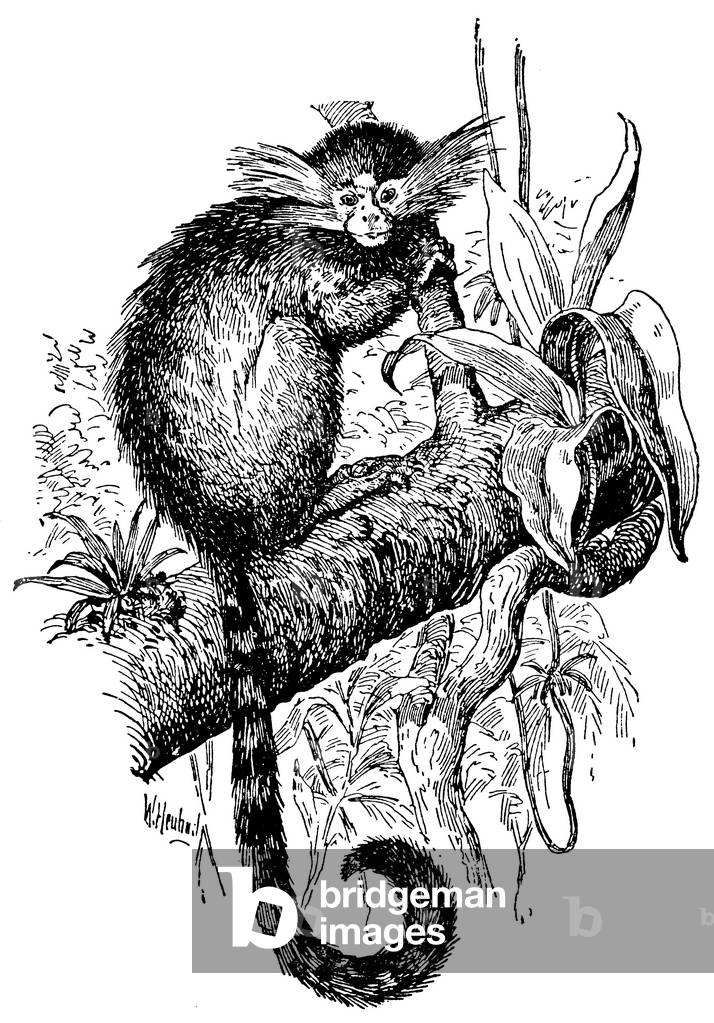 Image de Gravure représentant Marmoset commun, b/w