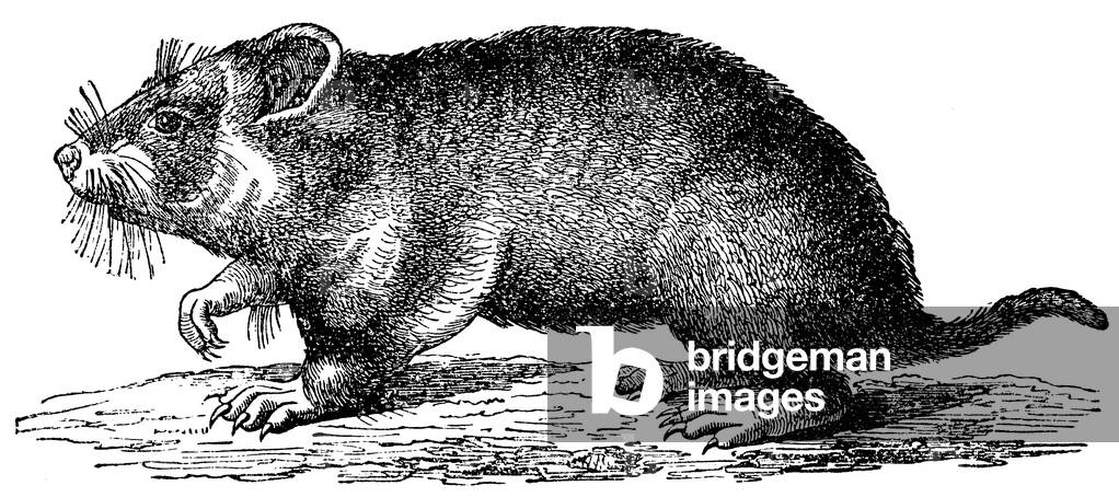 Image of Engraving depicting Hamster, b/w