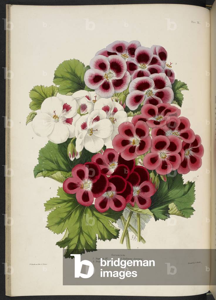 "Nuovi Pelargonium. Geranio. 1. Napoleone III; 2. Imperatrice Eugenia; 3. Guillaume Sovereyns; 4. Pescatore [s