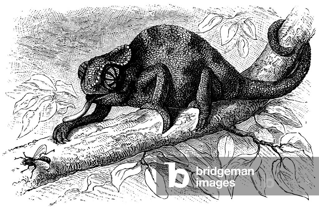 Bild von Gravur "Chamäleon", b/w