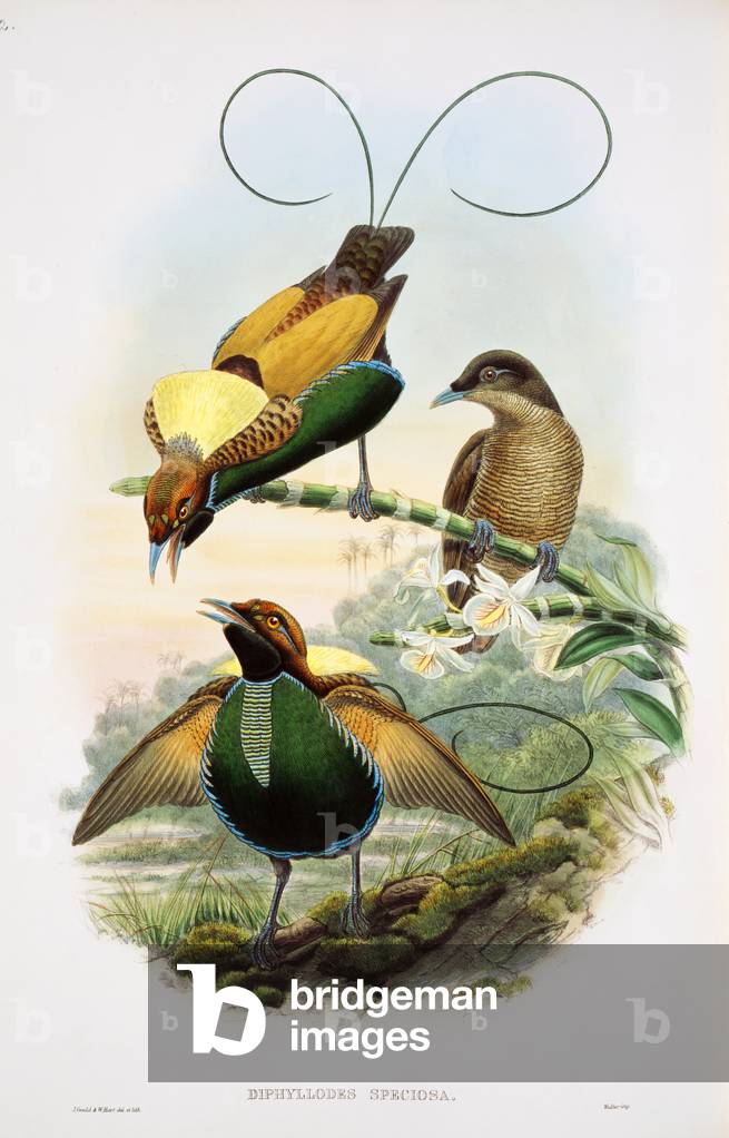 Bild von Druck "Diphyllodes sp." von John Gould