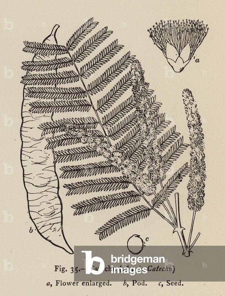 Bild von Druck "Catechu" 1900 von English School