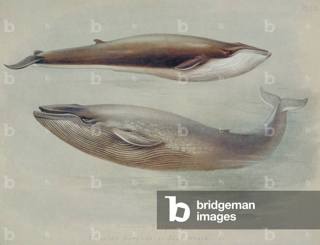 Image of Balaenoptera musculus and Balaenoptera physalus, blue whale ...