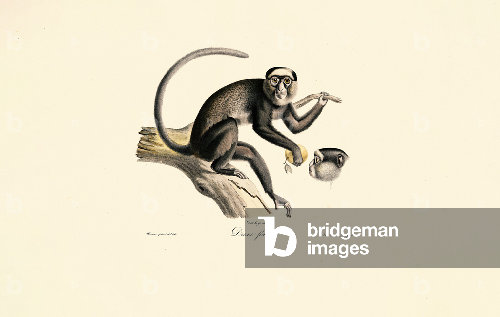 Immagine di Stampa "Scimmia ragno dalla fronte bianca (Diane femelle)" di Jacques Christophe Werner
