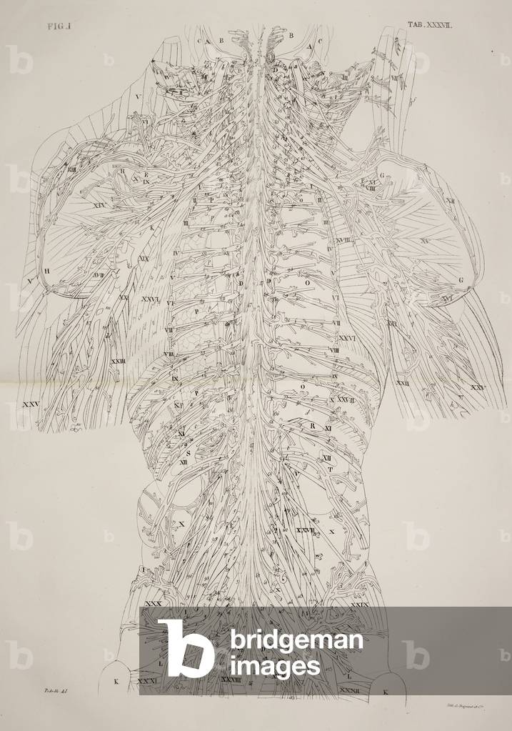 Image of Anatomical drawing. Neck. Thorax. Shoulders. Spinal column ...
