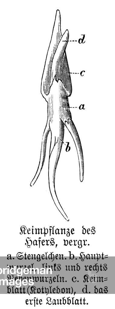 Bild von Gravur "Hafer: Keime", b/w