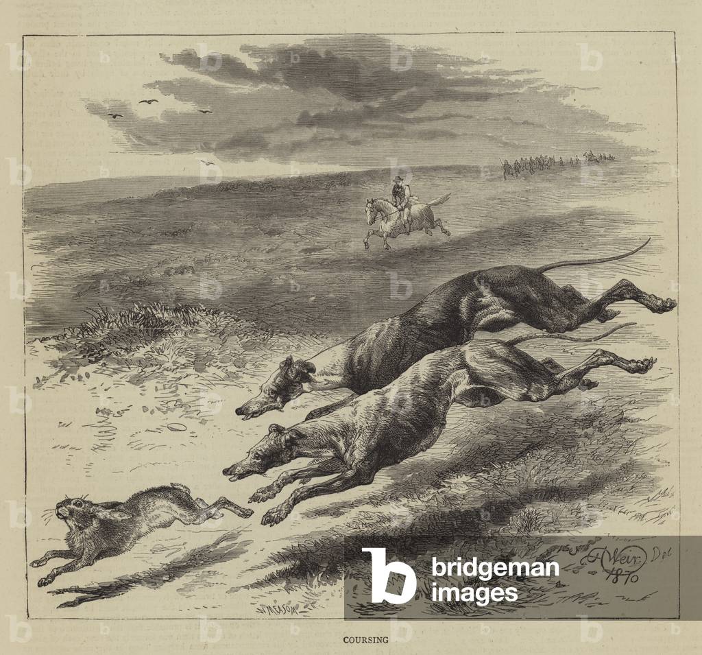 Coursing (engraving) by Harrison William Weir, b/w