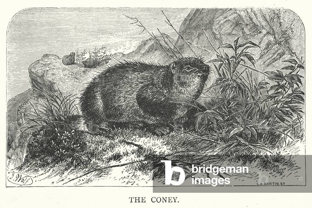 "Il coney (incisione)" 1900 di English School