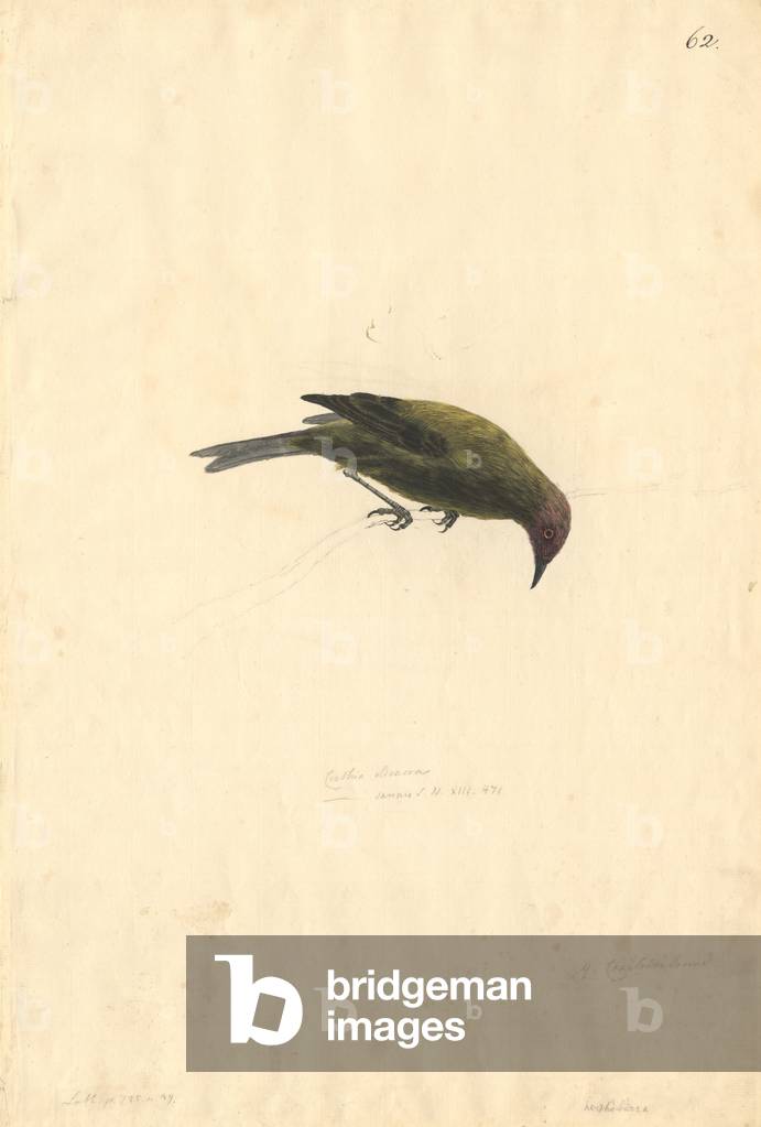 Immagine di Disegno "Anthornis melanura" di Georg Forster, b/w