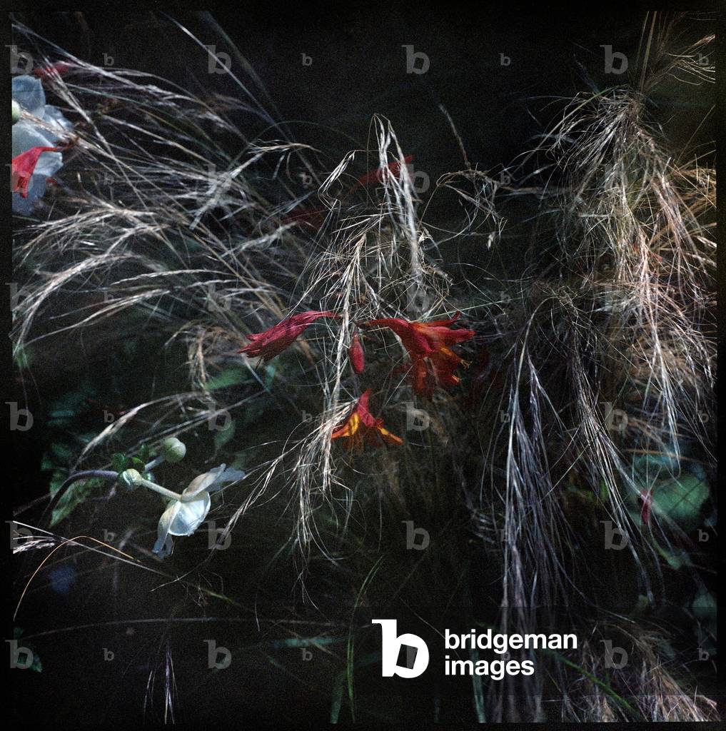 "Crocosmia" von Jacopo Brancati