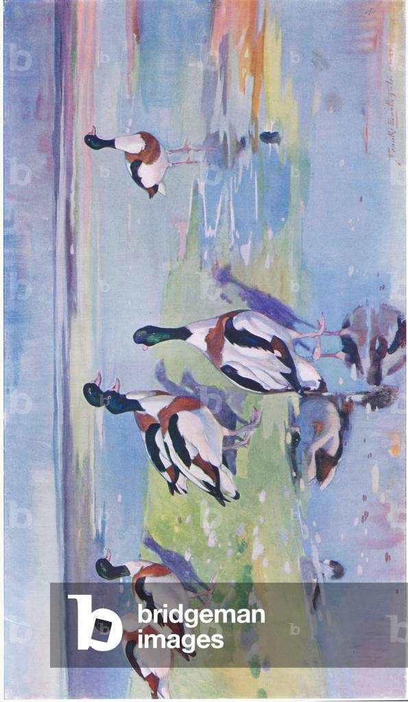 Image de Estampe représentant Canards sardés sur les vasières (litho) par Frank Southgate