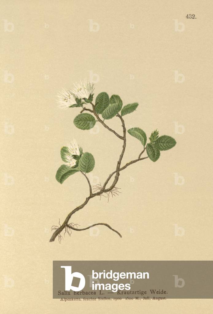 Salice nano (Salix herbacea) (colore lito)