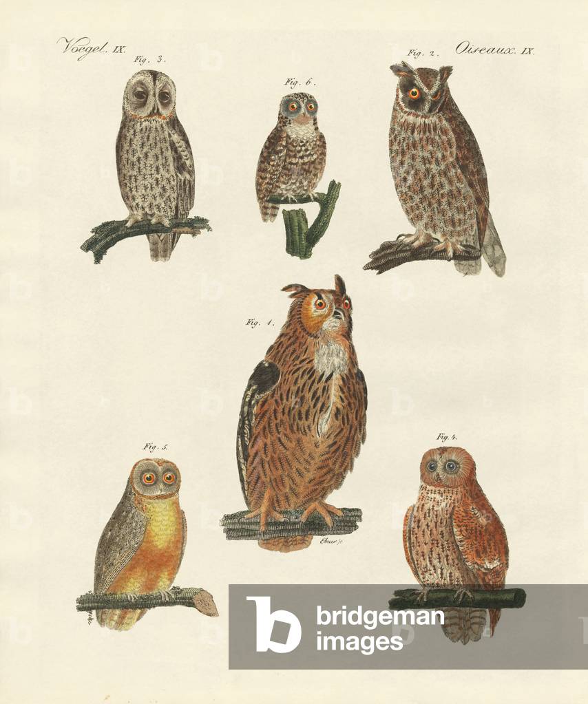 Image of Engraving depicting Various kinds of owls (coloured engraving) by German Artist, b/w
