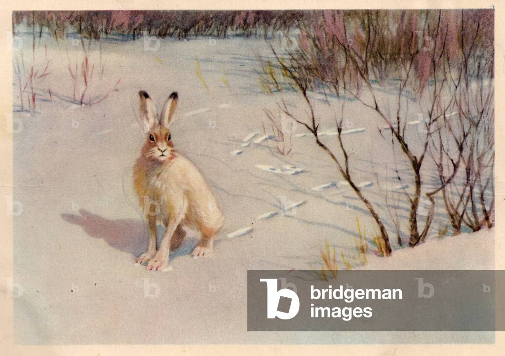 Hase, 1954 (Litho)