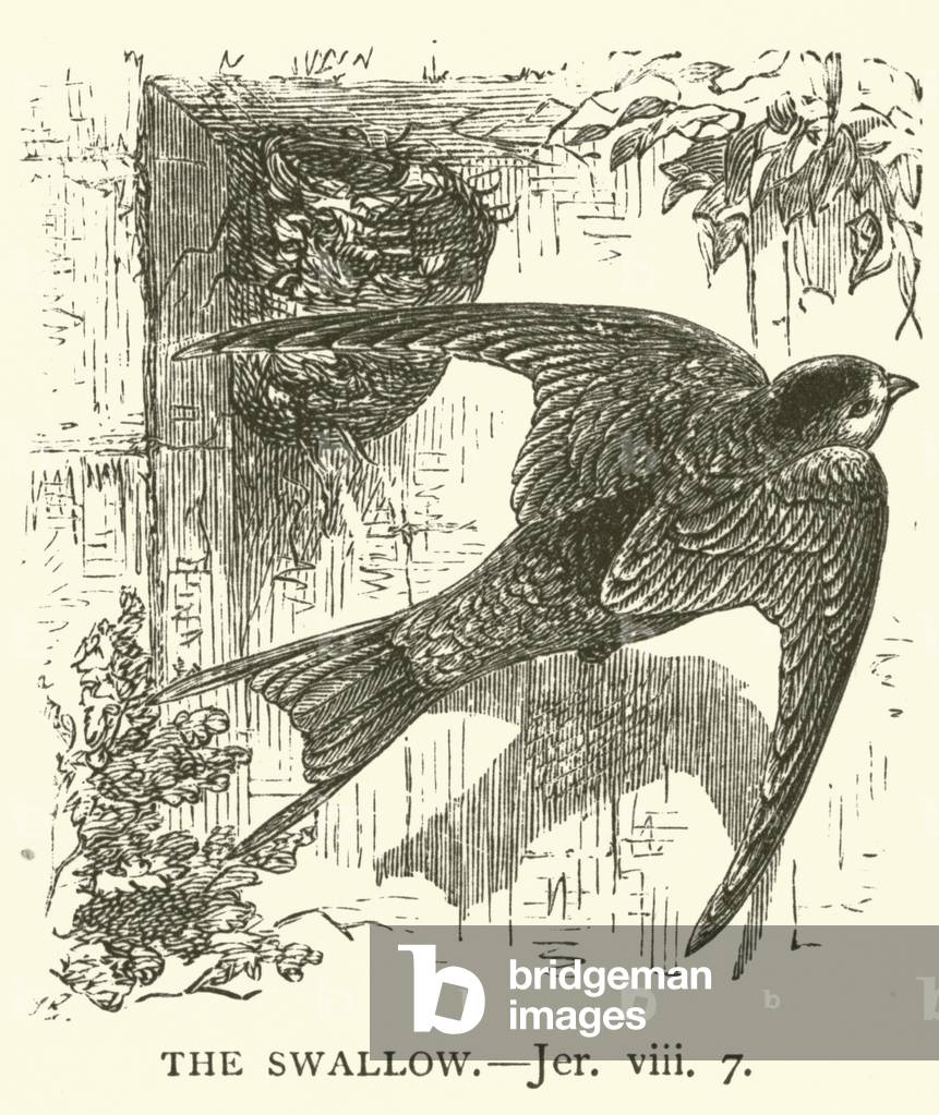 "Die Schwalbe" von English School, b/w